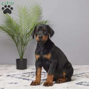 Ollie, Doberman Pinscher Puppy